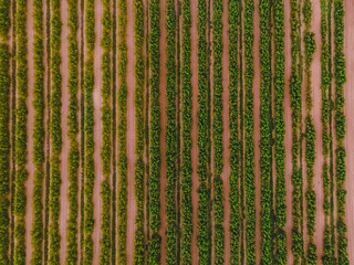 Rows of grape vines with green leaves, top view