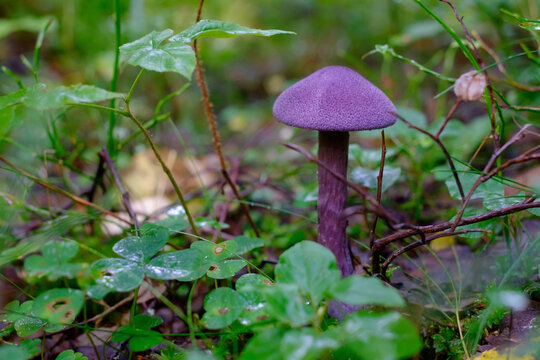 Purple mushroom or Cortinarius violaceus in wood.