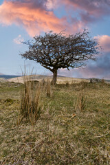 Dartmoor national park devon england uk. Hawthorn tree on the Tor during sunset 