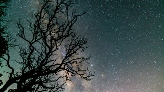  Astro Timelapse of Milky Way galaxy through dead tree branches in Palomar Mountain, California