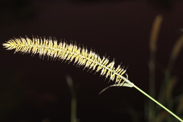 close up of a grass stalk