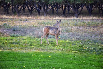 Naklejka na ściany i meble Mule Deer, Odocoileus hemionus, Doe and spotted baby fawn grazing in the morning around an apple tree orchard in Provo Utah County along the Wasatch Front Rocky Mountains. USA. 