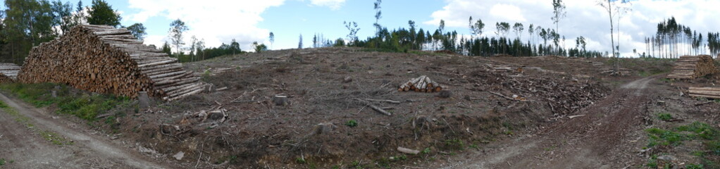 Catastrophic forest dying in Germany, monoculture of spruce trees, by climate change, drought and immense increase of bark beetles desolated forest. Harz mountains, near Thale Altenbrak, Germany.