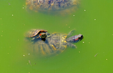 turtle swims in the muddy water of the lake