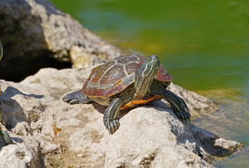 turtles basking and swimming in the sun