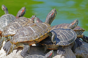 turtles basking and swimming in the sun