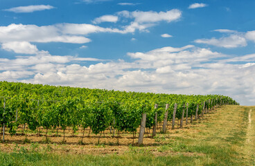 Fototapeta na wymiar South Moravia Czech wine orchard.