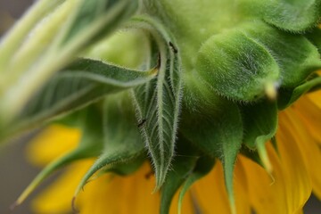 Girasole - studio sperimentale 5