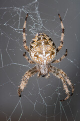 spider in web waits victim