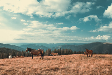 Beautiful horses on the mountain with yellow grass in autumn season
