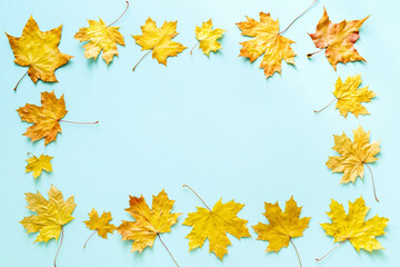 Autumn bright background frame with yellow autumn maple leaves on a blue background, top view, copy space for text