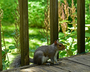 Squirrel sitting on a wooden deck