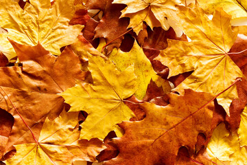 Autumn bright textural  leaves background. Yellow autumn leaves, top view.