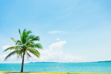 Fototapeta na wymiar Beach and coconut palm tree with blue sky