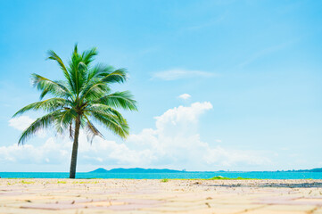 Obraz na płótnie Canvas Beach and coconut palm tree with blue sky