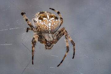 spider in web waits victim