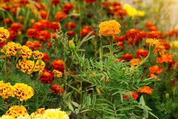 Obraz na płótnie Canvas Tagetes marigold flowers. Orange red autumn flowers in garden. Fall floral background