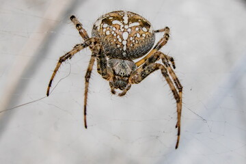 spider in web waits victim