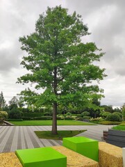 a lone tree in the Park. multi-colored cubic seats. landscape design
