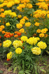 Tagetes marigold flowers. Yellow orange autumn flowers in garden. Fall floral background