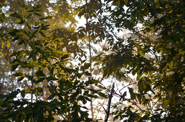 tree in the sun