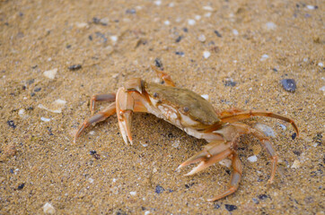 crab on the sand