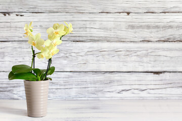 Beautiful mini yellow Phalaenopsis Orchid on a rustic table against a white wooden background with free space for text. Front view. 