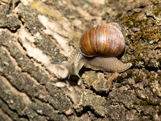 Grape snail early morning