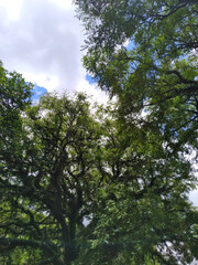 trees and a sky with clouds