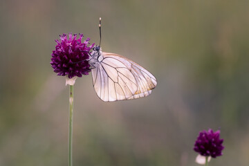 butterfly on flower