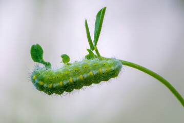 Caterpillar of butterfly zygaena viciae emerald color
