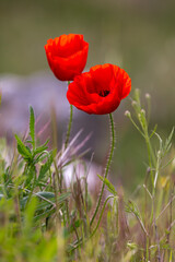 red poppy flower