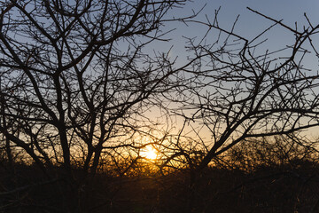 sunset behind the empty branches of a forest