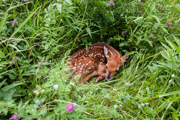 White tail deer fawn in spring grass