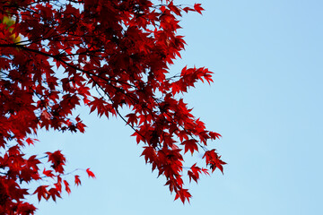 Red Acer against Blue Sky 1