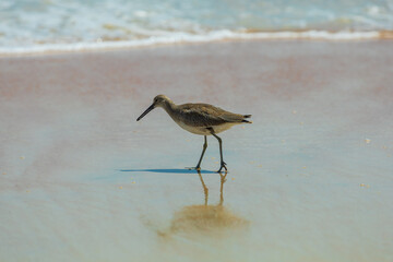 Willet Sandpiper on Beach
