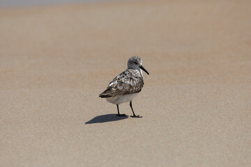 Sanderling at Beach