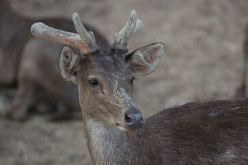 The Indian hog deer (Hyelaphus porcinus) is a small deer whose habitat ranges from Pakistan, The deer ,Wooden bridge Monkey Cheek Basin Nong Yai ,Chumphon Province , Thailand