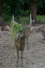 The Indian hog deer (Hyelaphus porcinus) is a small deer whose habitat ranges from Pakistan, The deer ,Wooden bridge Monkey Cheek Basin Nong Yai ,Chumphon Province , Thailand