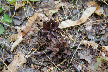 Cones on a forest path