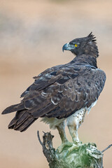 Martial Eagle