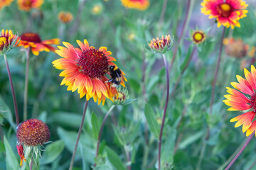 The bee collects nectar from the flowers of Rudbekija.