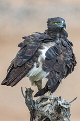 Martial Eagle