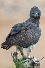 Martial Eagle