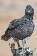 Martial Eagle