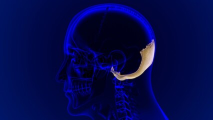Human Skeleton Skull Occipital Bone Anatomy For Medical Concept