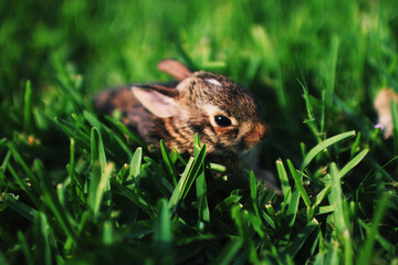 Baby Bunny in the grass 