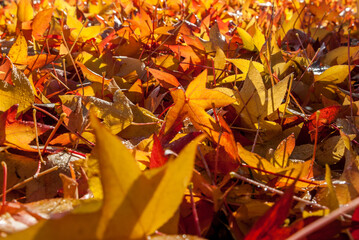 carpet of dry autumn orange and yellow maple leaves,close to the ground