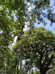 trees in the woods on a sunny day