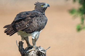 Martial Eagle